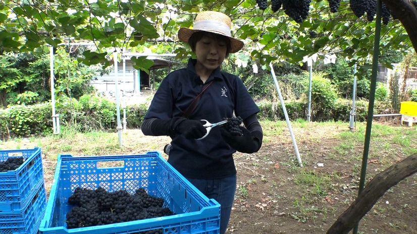 ワイン醸造家・須合美智子氏『セブンルール』写真提供：関西テレビ