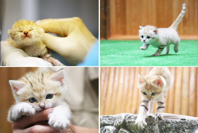 愛くるしい表情満載 世界最小級の野生ネコ スナネコ を特集した初写真集 4枚目の写真 画像 Rbb Today