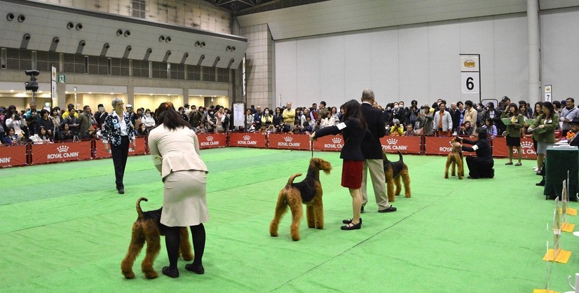 日本最大規模のドッグショーが大阪で開催