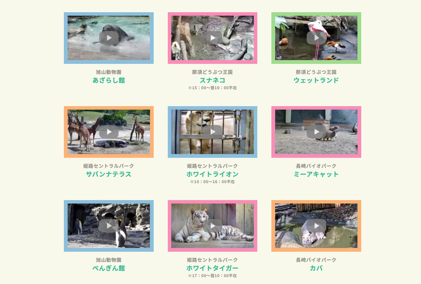 「自分でZoom」は、PCで好みの動物のライブ映像を再生し、その画面を会議で共有する（マウントレーニア「ZOOm」特設サイトより）