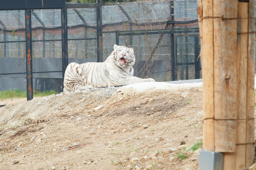 ホワイトタイガーの普段とは違う姿を見ることができる（写真は配信映像とは別アングル）