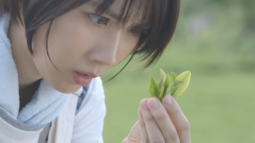 新WebCM「茶畑エクスプレス」