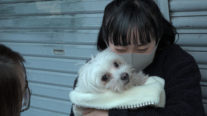 多頭飼育崩壊の現場から保護されたマルチーズ。新しい家族に迎えられると長女にべったり。（ｃ）NHK
