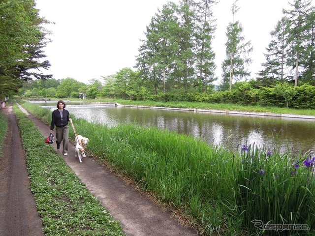 夏の愛犬とのドライブ旅行で気になる害虫対策