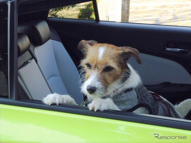 夏の愛犬とのドライブ旅行で気になる害虫対策