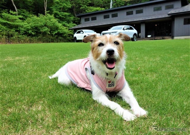 DOG DEPT 2021年夏物のドッグウエア
