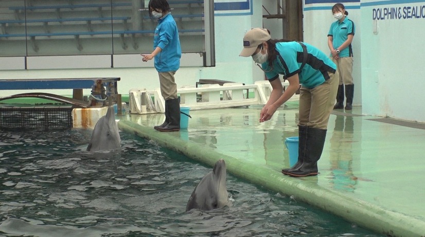 しながわ水族館のイルカトレーナー渡邊果南さん（C）TBS