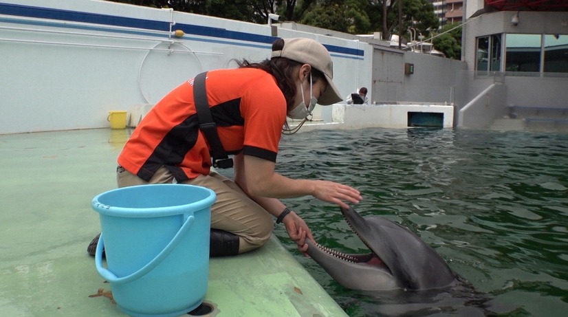 しながわ水族館のイルカトレーナー渡邊果南さん（C）TBS