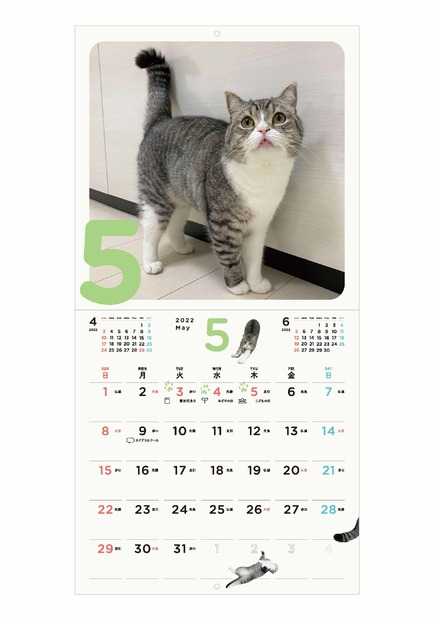 世界一の猫になった人気YouTubeチャンネル「もちまる日記」新作カレンダー発売決定