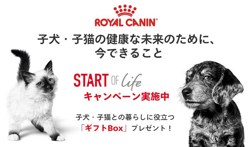 ロイヤルカナン、子犬・子猫のためのギフトBoxを1万名に進呈するキャンペーン