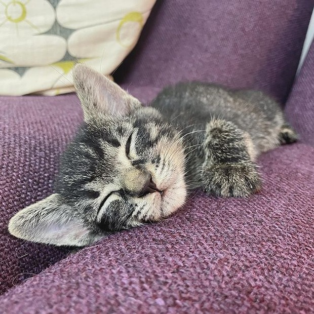 子猫