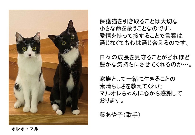 パナソニック、「保護犬猫譲渡会」開催！来場時にステッカーがもらえるSNSキャンペーンも