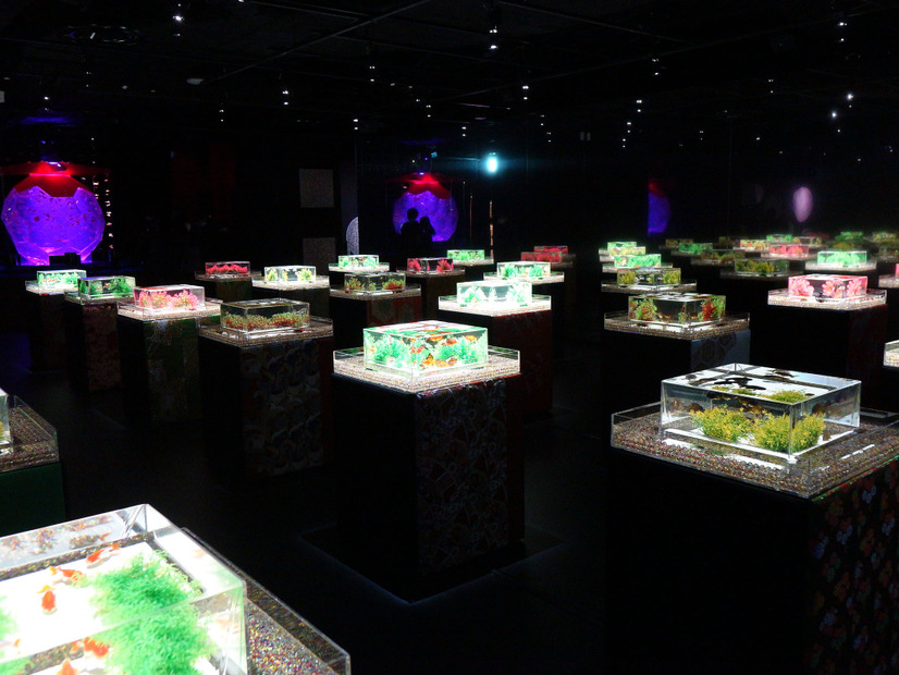 新金魚品評【撮影：編集部】