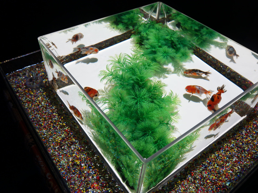 新金魚品評【撮影：編集部】
