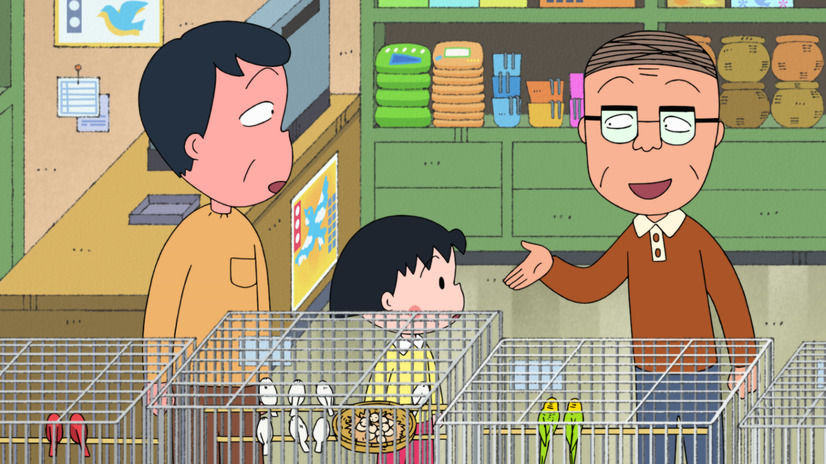 5月8日『まるちゃん 小鳥がほしくなる』の巻（Ｃ）さくらプロダクション/日本アニメーション