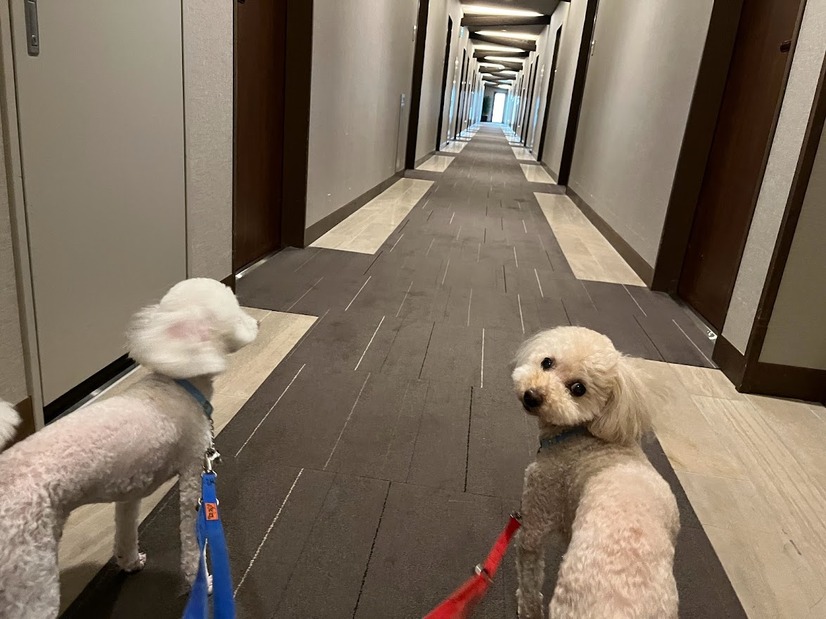 【宿泊レポート】軽井沢で愛犬と快適に過ごす！一度は泊まってみたい「ルシアン旧軽井沢」
