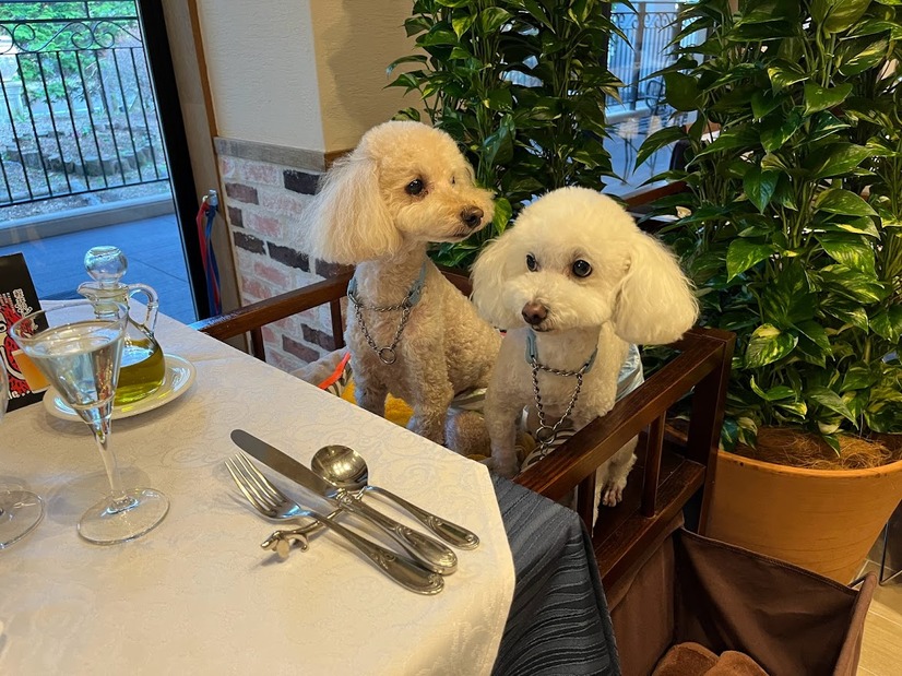 【宿泊レポート】軽井沢で愛犬と快適に過ごす！一度は泊まってみたい「ルシアン旧軽井沢」