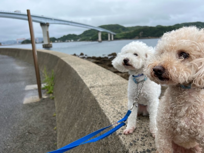 【GO WITH わんこツアー】わんことヨガ体験や島観光～2日目