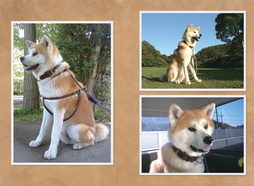 秋田犬と共に暮らした著者が綴るエッセイ『相棒は秋田犬』9月8日発売