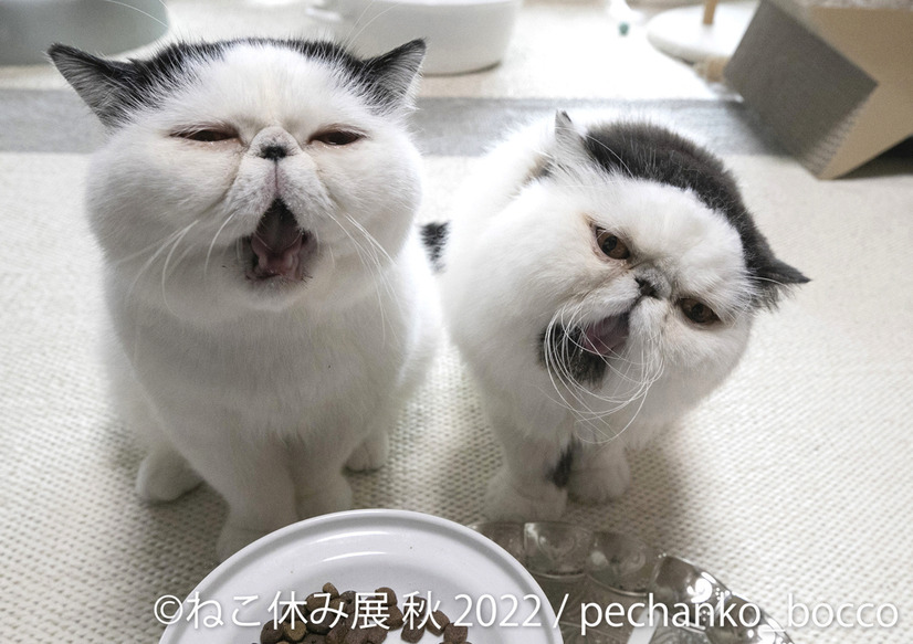 「ねこ休み展」秋の新作展が名古屋で17日から開催