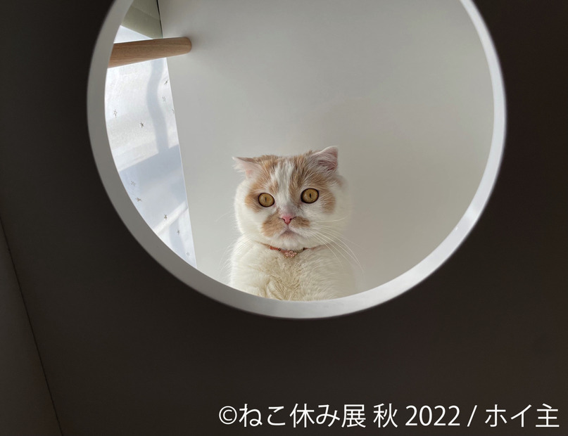 「ねこ休み展」秋の新作展が名古屋で17日から開催