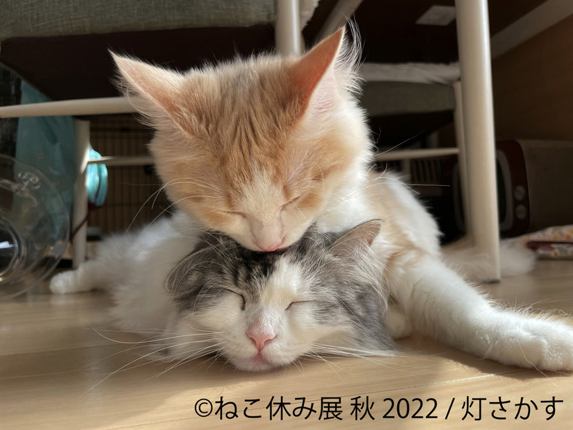 「ねこ休み展」秋の新作展が名古屋で17日から開催