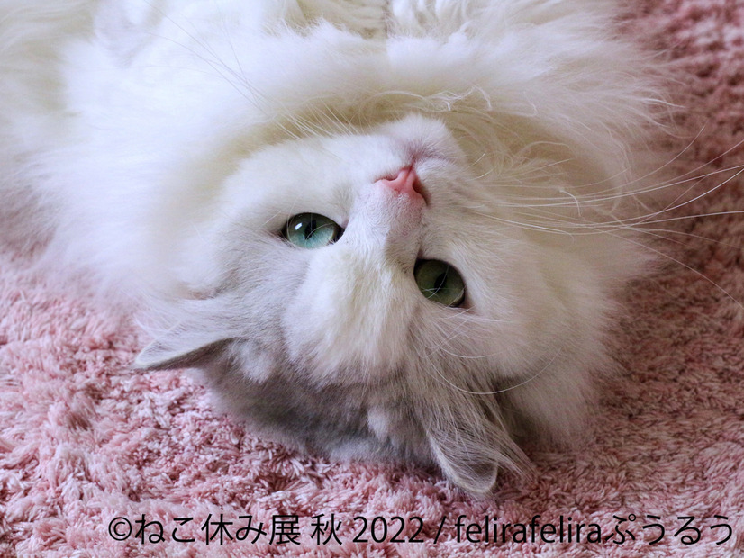「ねこ休み展」秋の新作展が名古屋で17日から開催