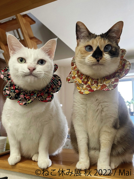 「ねこ休み展」秋の新作展が名古屋で17日から開催