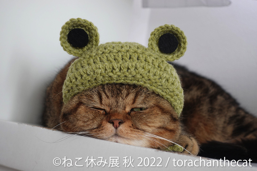 「ねこ休み展」秋の新作展が名古屋で17日から開催