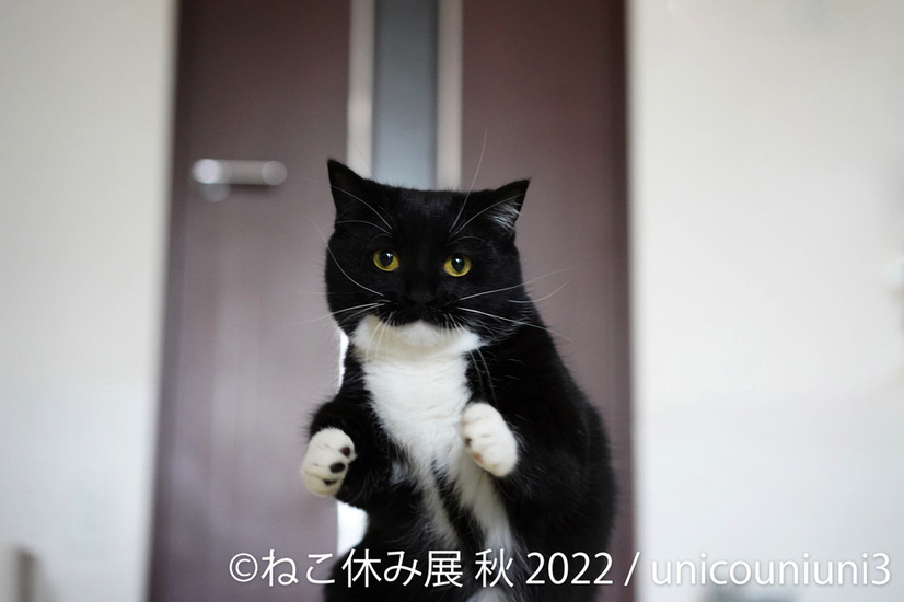 「ねこ休み展」秋の新作展が名古屋で17日から開催