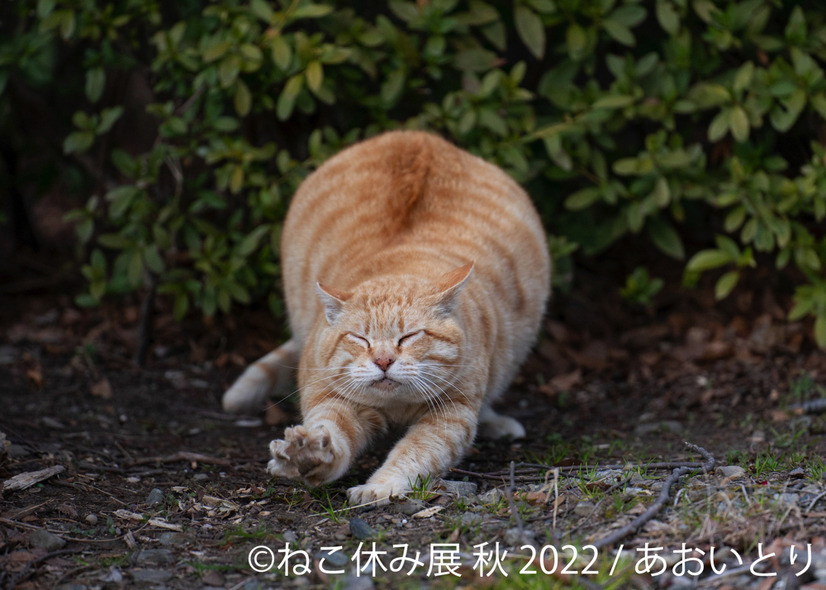 「ねこ休み展」秋の新作展が名古屋で17日から開催