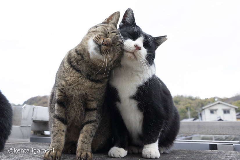 仲良さそうな猫