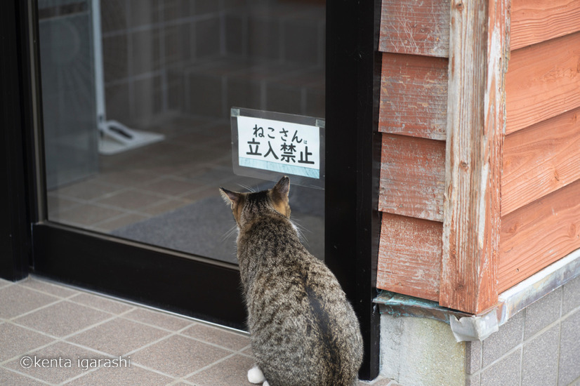 「どら猫」著者：五十嵐 健太定価：1,400円＋税発行：飛び猫合同会社