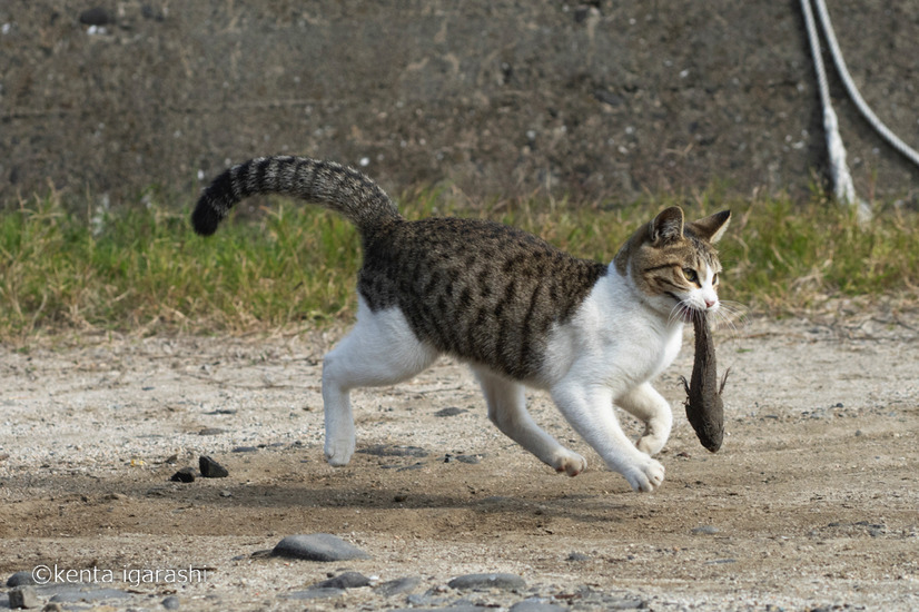 「どら猫」著者：五十嵐 健太定価：1,400円＋税発行：飛び猫合同会社