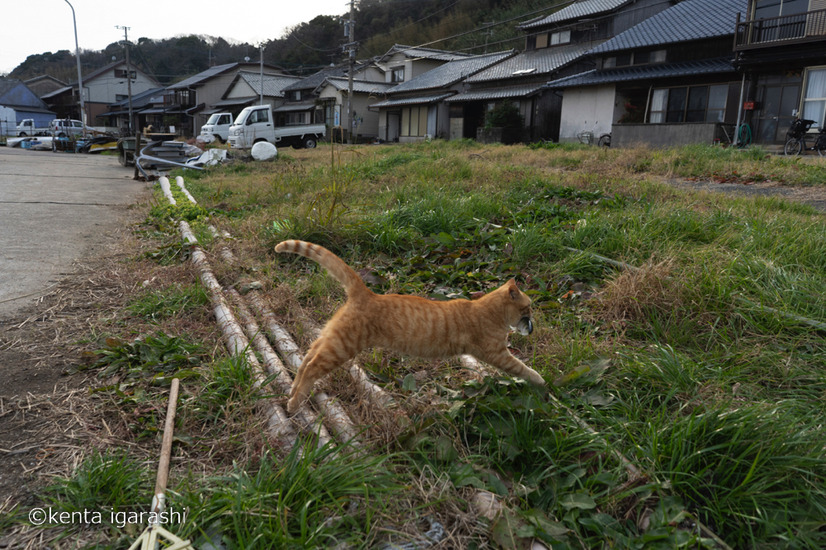 「どら猫」著者：五十嵐 健太定価：1,400円＋税発行：飛び猫合同会社