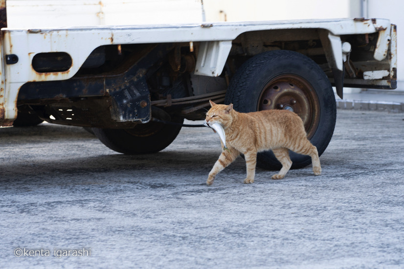 「どら猫」著者：五十嵐 健太定価：1,400円＋税発行：飛び猫合同会社