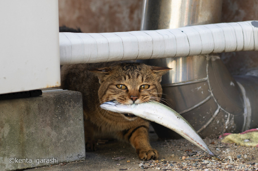 「どら猫」著者：五十嵐 健太定価：1,400円＋税発行：飛び猫合同会社