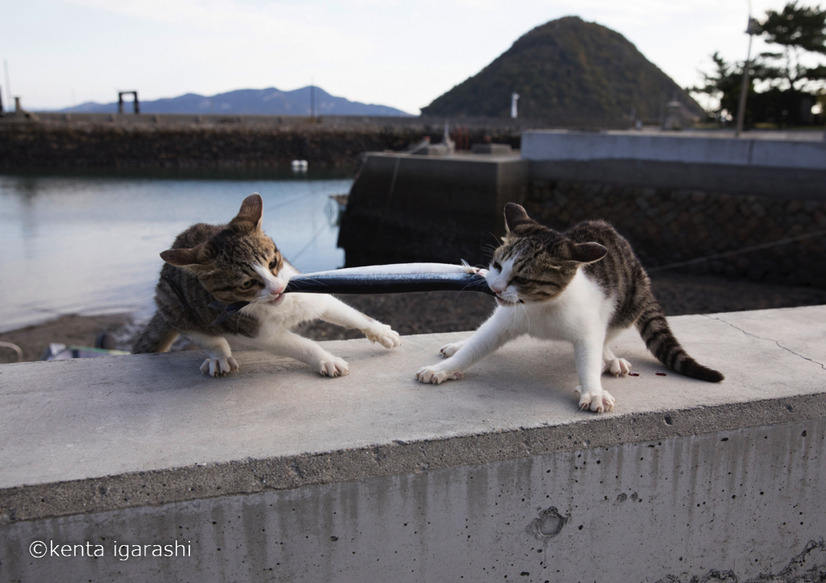 「どら猫」著者：五十嵐 健太定価：1,400円＋税発行：飛び猫合同会社