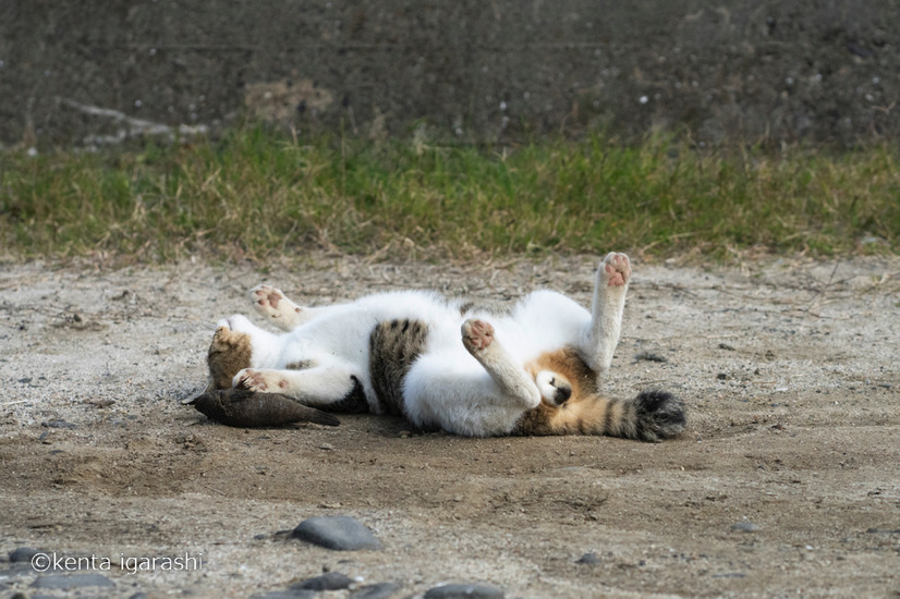 「どら猫」著者：五十嵐 健太定価：1,400円＋税発行：飛び猫合同会社