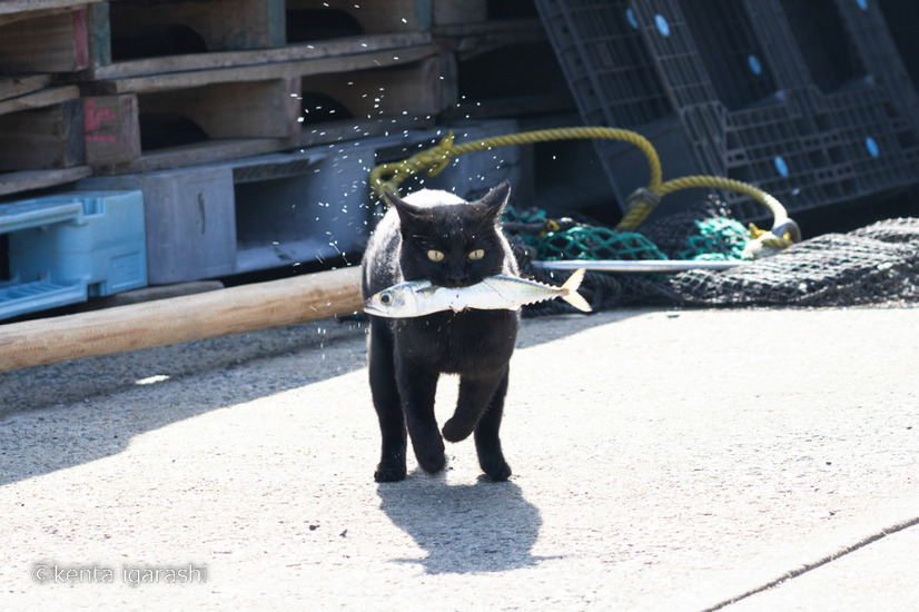 「どら猫」著者：五十嵐 健太定価：1,400円＋税発行：飛び猫合同会社