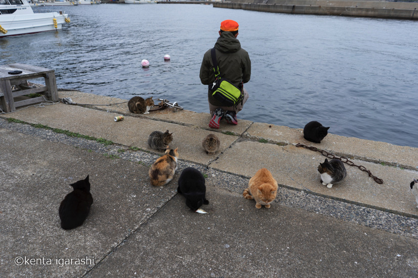「どら猫」著者：五十嵐 健太定価：1,400円＋税発行：飛び猫合同会社
