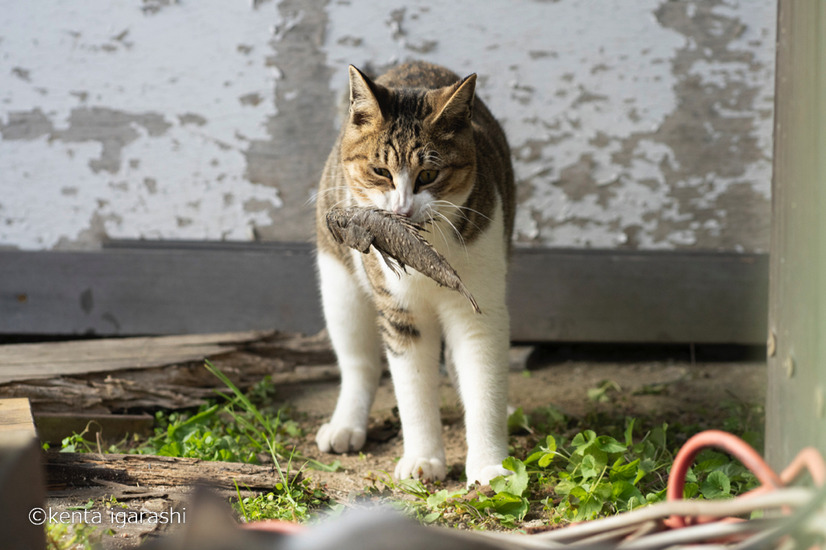 「どら猫」著者：五十嵐 健太定価：1,400円＋税発行：飛び猫合同会社