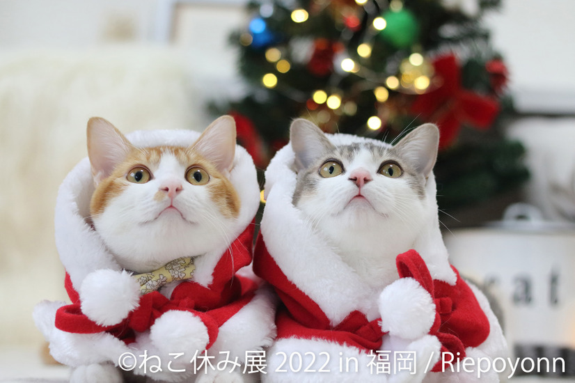 サンタコスを身につけたスター猫