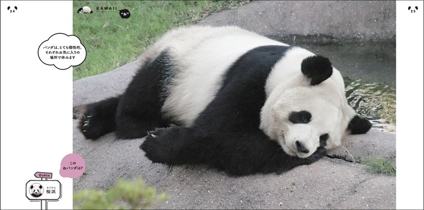 写真集『ねパンダ』（c）主婦の友社