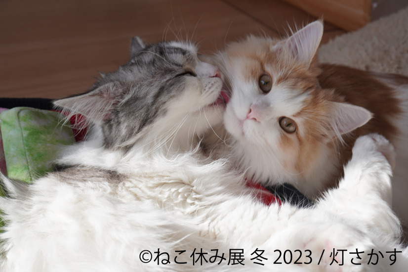 トータルSNSフォロワー数300万人超え！「ねこ休み展 冬 2023」来年1月開催