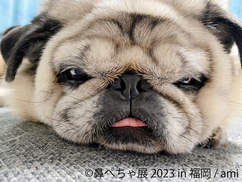 鼻ぺちゃ展