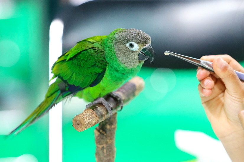 鳥の餌やりができる「鳥カフェ」