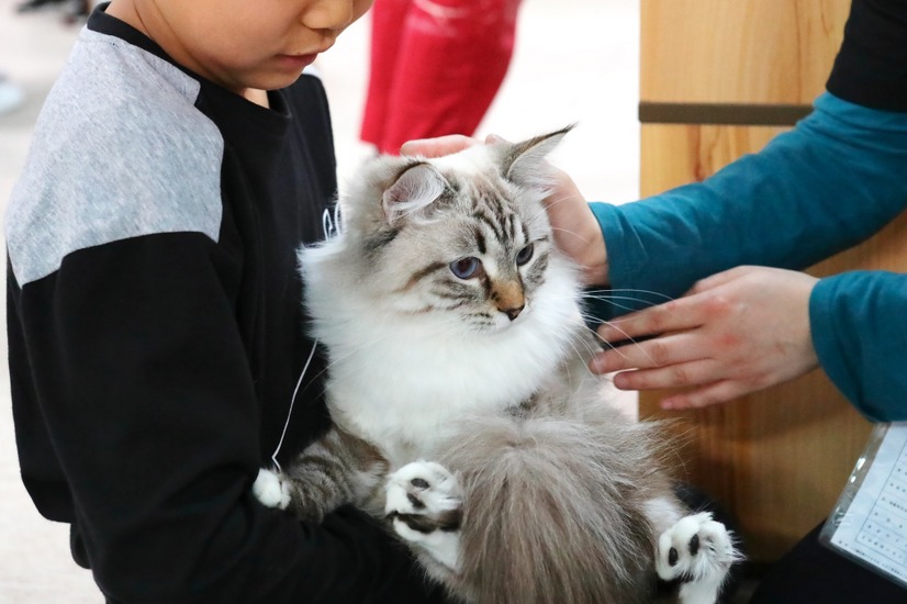 かわいい猫とふれあえる「猫カフェ」