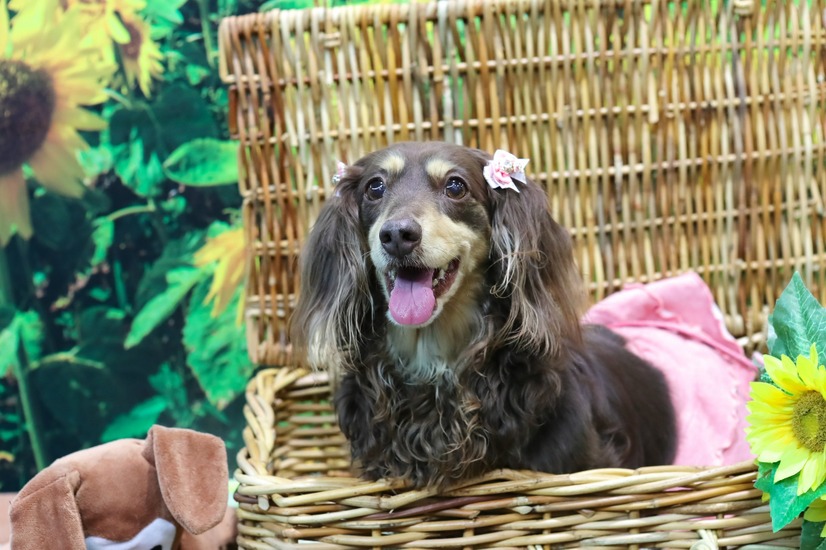 フォトスポットで愛犬の写真を。