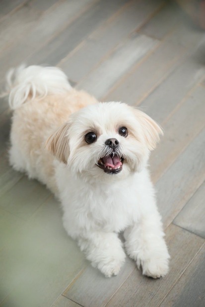 愛犬・バンス